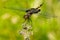 Black Saddlebags Dragonfly - Tramea lacerata