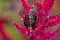 Black Saddlebags Dragonfly - Tramea lacerata
