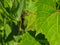 Black Saddlebags Female (Tramea lacerata) Dragonfly Hangs onto Green Leaf in Close Up Macro