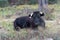 A black salers cow sitting in the australian heat