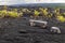 Black sand beach on Big Island of Hawaii; wooden bench, new palm trees growing in the foreground.