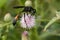 Black Sand-loving Wasp - Ammophila nigricans