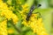 Black Sand-loving Wasp - Ammophila nigricans