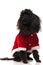 Black santa claus poodle sitting and looks to side