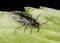 Black sawfly macro Symphyta on green leaf