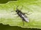 Black sawfly macro Symphyta on green leaf