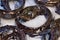 Black scabbard fish aphanopus carbo prepared for sale on ice at a fish counter in a supermarket on the island of Madeira