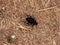 Black Scarab or Dung Beetle Amongst Dead Grass