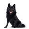Black Schipperke dog on white background