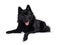 Black Schipperke dog on white background