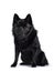 Black Schipperke dog on white background