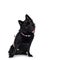 Black Schipperke dog on white background