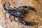 Black scorpion