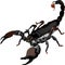 Black Scorpion Insect Animal Vector Illustration