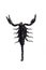 Black scorpion, isolate on a white background