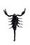 Black scorpion, isolate on a white background