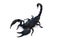 Black scorpion isolated on a white background for graphic design