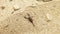 black scorpion moves it`s legs runs away from camera close up high Himalaya mountains