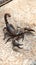 black scorpion ready to strike with its tail sting