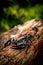 Black Scorpion On Rotten Wood