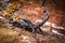 Black Scorpion On Rotten Wood