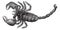 Black Scorpion Scorpio afer, vintage engraving