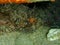 Black scorpionfish or European scorpionfish, small-scaled scorpionfish (Scorpaena porcus) close-up undersea