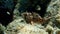 Black scorpionfish or European scorpionfish, small-scaled scorpionfish (Scorpaena porcus) undersea, Aegean Sea