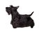 Black scotch terrier