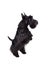 Black scotch terrier