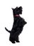 Black scotch terrier jumping on hind legs