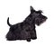 Black scotch terrier puppy