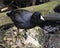 Black Scoter or American Scoter Stock Photos.  Black scoter bird. Black scoter duck