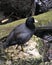 Black Scoter or American Scoter Stock Photos.  Black scoter bird close-up profile view.