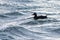 Black Scoter, Melanitta americana