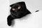 Black Scottish fold cat with Golden eyes. Close up