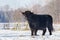Black scottish highlander cow in winter snow