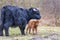 Black Scottish highlander mother cow with newborn calf