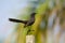 Black scrub robin