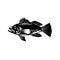 Black Sea Bass or Asian Sea Bass Side View Retro Woodcut Black and White