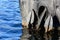 Black sea bird standing on a rusty anchor