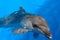 Black Sea bottlenose dolphin