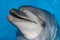 Black Sea bottlenose dolphin