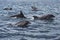 Black sea bottlenose dolphins frolic