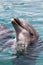 Black sea bottlenosed dolphin