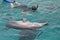 Black sea bottlenosed dolphin