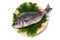 Black sea bream