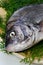 Black sea bream