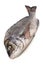 Black sea bream