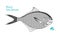 Black Sea Bream hand-drawn illustration